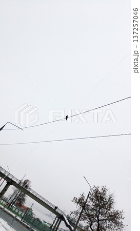 The Architecture backgrounds. Winter. A bird sitting on a wire. 137257046