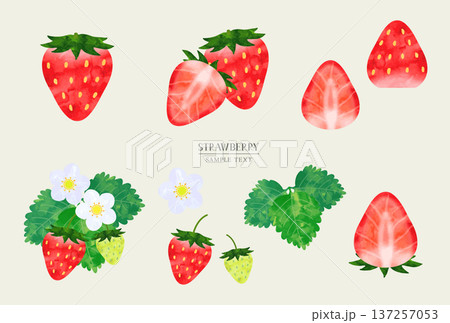 イチゴ 137257053