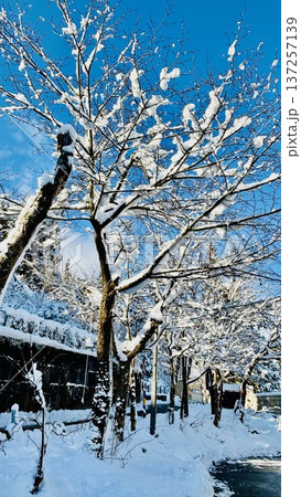 青空の下で雪をまとった枯れ木 青空の下で雪をまとった枯れ木 137257139
