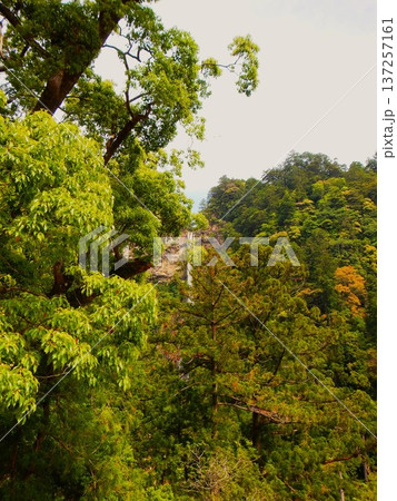 世界遺産・熊野の名瀑 那智の滝 遠景 137257161