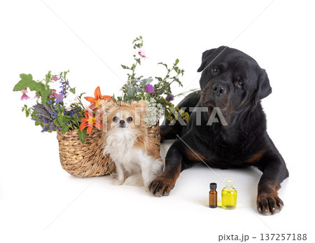 dogs and essential oils dogs and essential oils 137257188