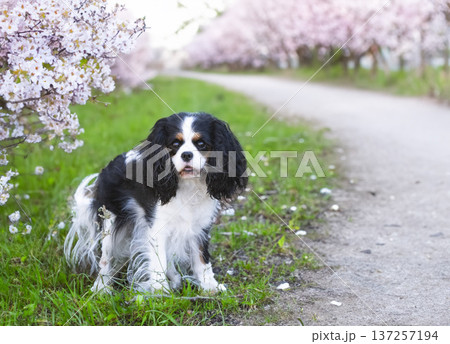 cavalier king charles cavalier king charles 137257194
