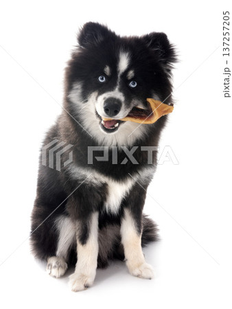 pomsky and snack 137257205