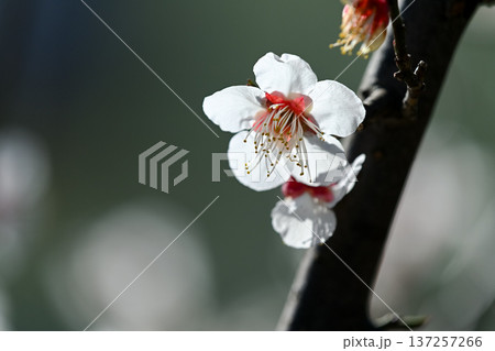 春を告げる白い梅の花 137257266