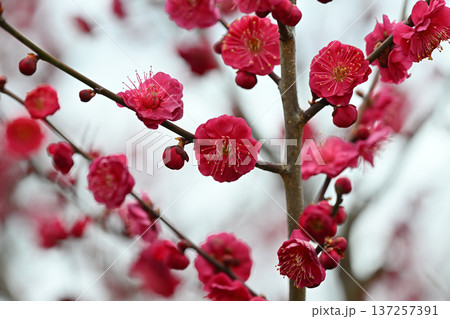 春を告げる赤い梅の花 春を告げる赤い梅の花 137257391
