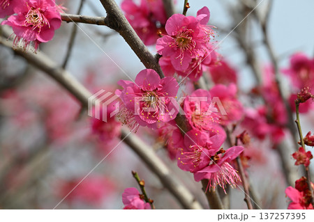 春を告げる赤い梅の花 春を告げる赤い梅の花 137257395