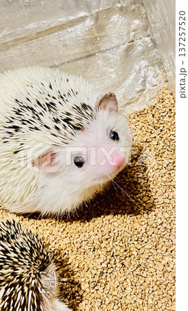 かわいいハリネズミ 137257520