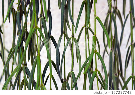 Green weeping plant with long thin leaves hanging downward. Botanical garden or house plant detail for nature background. Green weeping plant with long thin leaves hanging downward. Botanical garden or house plant detail for nature background. 137257742
