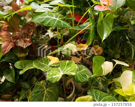 Charming store setup with variegated foliage and welcoming atmosphere 137257858