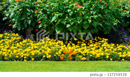 Vibrant flower bed with yellow marigolds and green bushes. 137258538