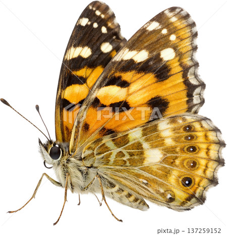 butterfly on white background 137259152
