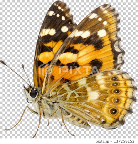 butterfly on white background 137259152