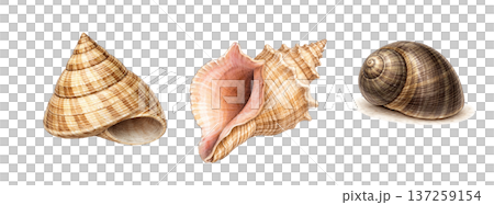 seashell isolated on white background 137259154