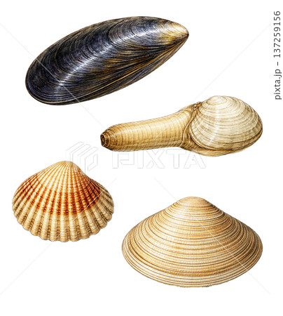 seashell isolated on white background 137259156