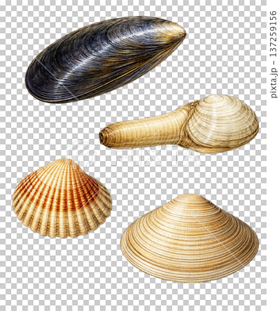 seashell isolated on white background 137259156