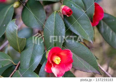 赤い椿 137259183