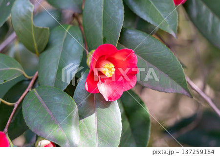 赤い椿の花 137259184