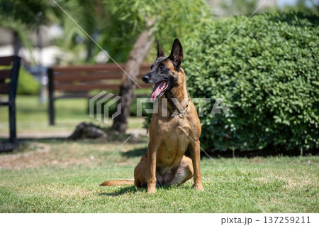 Belgian malinois shepherd dog sitting on the green grass in the park Belgian malinois shepherd dog sitting on the green grass in the park 137259211