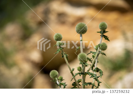 Spherical green thistle (Echinops) flower in Focus Spherical green thistle (Echinops) flower in Focus 137259232