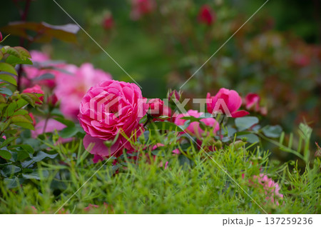 Pink Leonardo da Vinci Rose bush in the garden 137259236