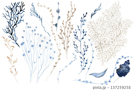 Hand drawn watercolor marine plants, coral branches and leaves in muted blue and beige tones 137259258
