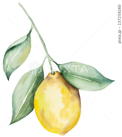 Hand drawn watercolor whole yellow lemon fruit, Citrus isolated illustration for summer events Hand drawn watercolor whole yellow lemon fruit, Citrus isolated illustration for summer events 137259260