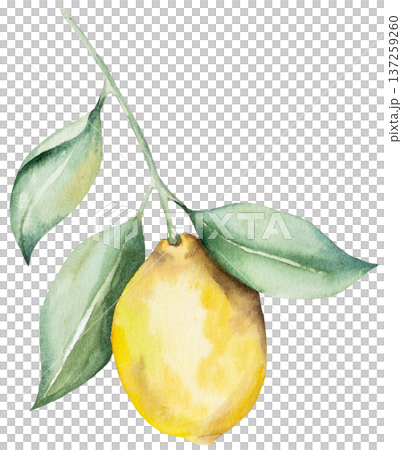 Hand drawn watercolor whole yellow lemon fruit, Citrus isolated illustration for summer events Hand drawn watercolor whole yellow lemon fruit, Citrus isolated illustration for summer events 137259260