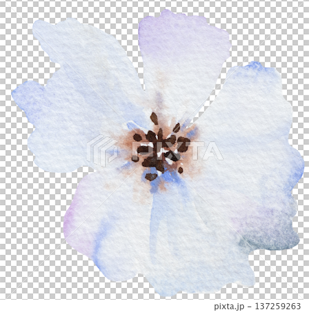 Watercolor hand drawn pale blue flower isolated illustration, Botanical floral element for design Watercolor hand drawn pale blue flower isolated illustration, Botanical floral element for design 137259263