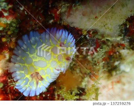ボブサンウミウシ ボブサンウミウシ 137259276