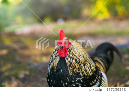 Beautiful Rooster in the farm. Beautiful Rooster in the farm. 137259328