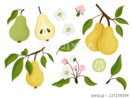 Springtime pear blossom illustration. Illustration of pears with blossoms and leaves 137259394