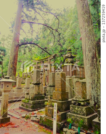 高野山 奥之院の苔むした墓石 137259419