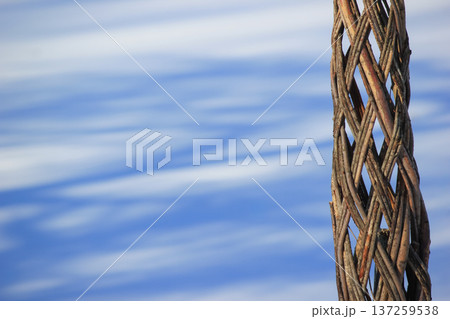 Intricate woven tree trunk pattern against a soft blue and white winter snow background in a park. Intricate woven tree trunk pattern against a soft blue and white winter snow background in a park. 137259538
