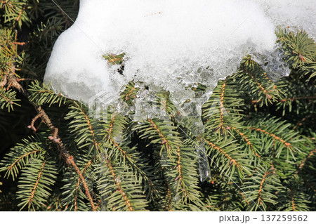 Fresh white snow and melting ice on green spruce branches in bright winter sunlight close-up. Fresh white snow and melting ice on green spruce branches in bright winter sunlight close-up. 137259562