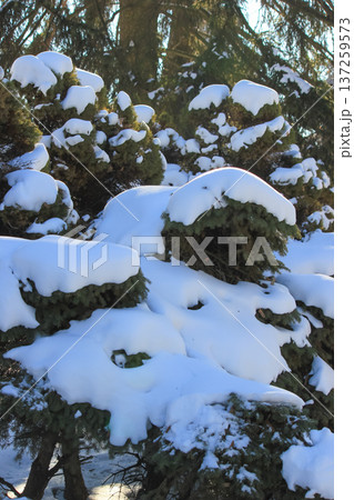 Beautiful thick layers of fluffy white snow covering decorative green bushes in a bright winter park. 137259573
