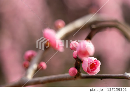 梅の花が咲いた 137259591