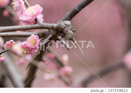 梅の花 梅の花 137259622