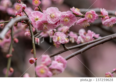 梅の花 梅の花 137259628
