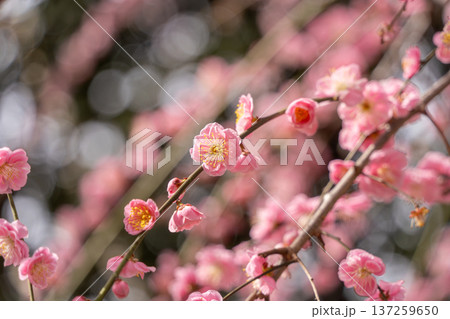 美しいピンクの梅の花 137259650