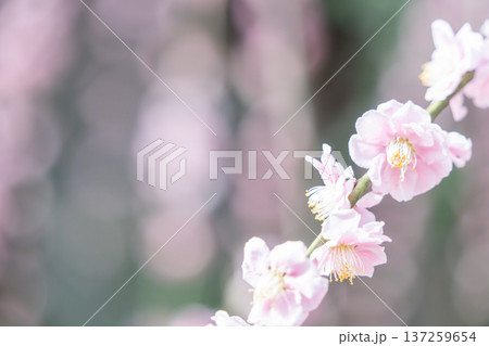 美しいピンクの梅の花 137259654