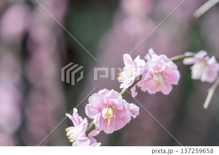 可愛いピンク色の梅の花 可愛いピンク色の梅の花 137259658