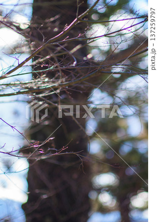 Arakura Fuji Sengen Shrine 137259797