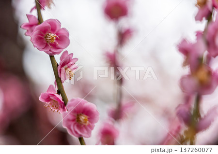 春を告げる紅梅の花 137260077