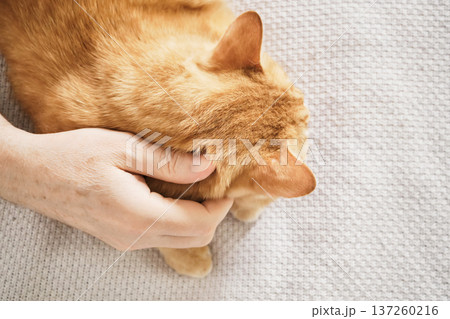Male Hand gently petting ginger cat's head, conveying tenderness and connection 137260216