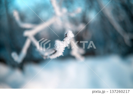 Tree branch with snow close-up. High quality photo Tree branch with snow close-up. High quality photo 137260217