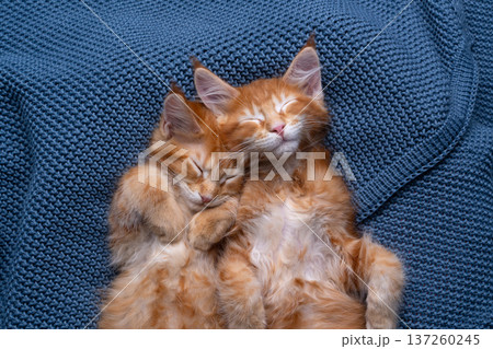 two orange maine coon kittens sleeping together two orange maine coon kittens sleeping together 137260245
