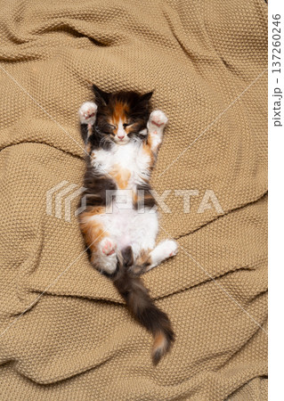 calico maine coon kitten sleeping on blanket calico maine coon kitten sleeping on blanket 137260246
