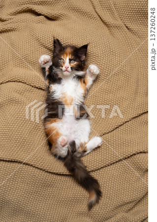 calico maine coon kitten on blanket 137260248