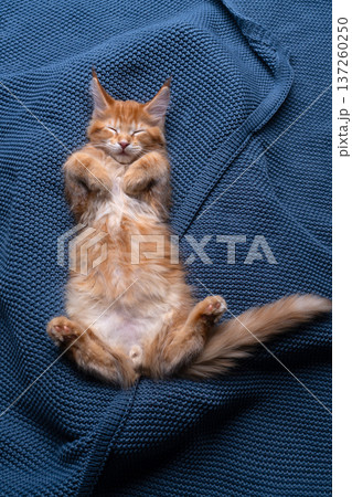 cute ginger kitten sleeping on knitted blanket 137260250