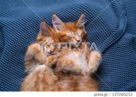 two orange maine coon kittens sleeping together two orange maine coon kittens sleeping together 137260252
